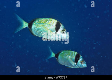 Deux bandes deux Dorades de mer (Diplodus vulgaris), l'île de Gozo, Malte. Mer Méditerranée. Banque D'Images