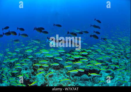 L'École de fusiliers (Caesio Yellowback xanthonota Bluekeel) et goldfish (Naso hexacanthus) Madagascar. De l'Océan indien. Banque D'Images