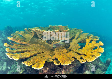 Table de corail Elkhorn (Acropora palmata) La Guadeloupe, le Mexique. Des Caraïbes. Banque D'Images