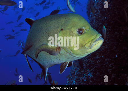 Close-up of a Black jack / carangues (Caranx lugubris), îles Revillagigedo, au Mexique. De l'océan Pacifique. Banque D'Images