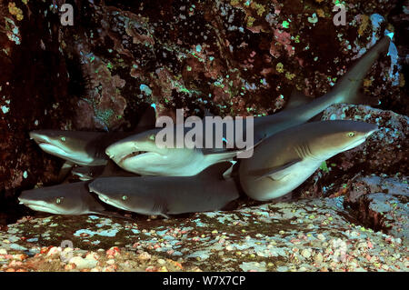 Groupe des requins à pointe blanche (Triaenodon obesus) reposant sur le fond de la mer, îles Revillagigedo, au Mexique. De l'océan Pacifique. Banque D'Images