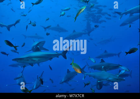 Groupe de requins Silvertip (Carcharhinus albimarginatus) dans l'eau ouverte, îles Revillagigedo, au Mexique. De l'océan Pacifique. Banque D'Images