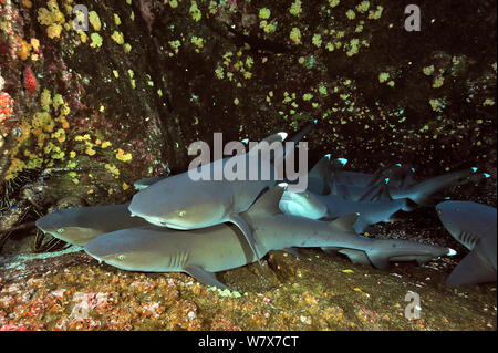 Groupe des requins à pointe blanche (Triaenodon obesus) reposant sur le fond de la mer, îles Revillagigedo, au Mexique. De l'océan Pacifique. Banque D'Images