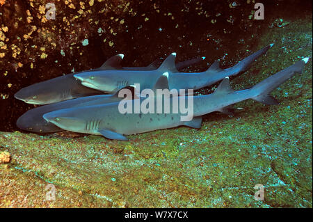 Groupe des requins à pointe blanche (Triaenodon obesus) reposant sur le fond de la mer, îles Revillagigedo, au Mexique. De l'océan Pacifique. Banque D'Images