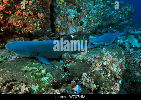 Deux requins à pointe blanche (Triaenodon obesus) reposant sur le fond marin, l'île Cocos (Costa Rica). De l'océan Pacifique. Banque D'Images