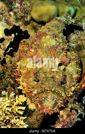 Reef poisson-pierre (Synanceia verrucosa) hautement espèces venimeuses, les Maldives. De l'Océan indien. Banque D'Images