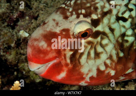 Tête d'une femme poisson perroquet (Scarus rubroviolaceus Ember) la nuit, les Maldives. De l'Océan indien. Banque D'Images