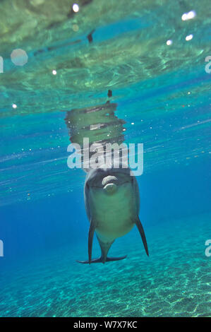 Grand dauphin (Tursiops truncatus) approche avec curiosité, Dolphin Reef, Eilat, Israël. Mer Rouge. Banque D'Images