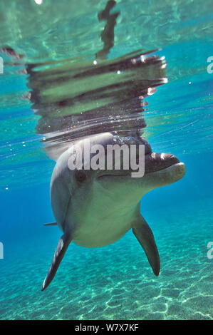 Grand dauphin (Tursiops truncatus) approche avec curiosité, Dolphin Reef, Eilat, Israël. Mer Rouge. Banque D'Images