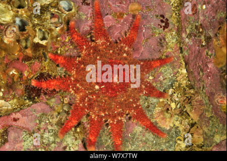 Star Rose / Common sunstar (Crossaster papposus), Alaska, USA, Golfe de l'Alaska. De l'océan Pacifique. Banque D'Images