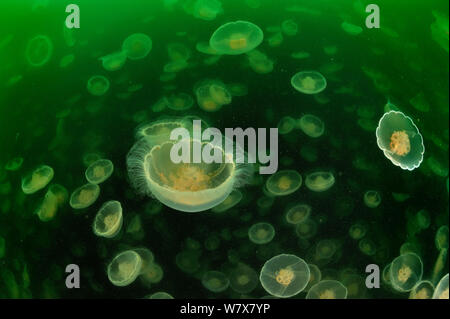 Des multitudes de Lune (méduses Aurelia labiata), Alaska, USA, Golfe de l'Alaska. De l'océan Pacifique. Banque D'Images