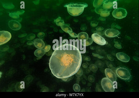 Des multitudes de Lune (méduses Aurelia labiata), Alaska, USA, Golfe de l'Alaska. De l'océan Pacifique. Banque D'Images