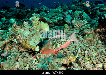 Ember femelle perroquet (Scarus rubroviolaceus) se nourrit de corail, aux Maldives. De l'Océan indien. Banque D'Images