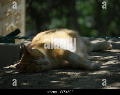 Stray Cat enceintes dormant dans l'ombre Banque D'Images