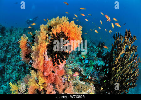 Les récifs coralliens des Maldives avec un plongeur sur l'arrière-plan, avec Green cup (coraux Tubastrea micrantha), coraux mous (Dendronephthya sp.) et Jewel fairy basslets (Pseudanthias squamipinnis) une relation étroite. Les Maldives. De l'Océan indien. Avril 2011. Banque D'Images