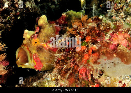 Poisson grenouille verruqueux (Antennarius maculatus) d'ouvrir grand la bouche, les Maldives. De l'Océan indien. Banque D'Images