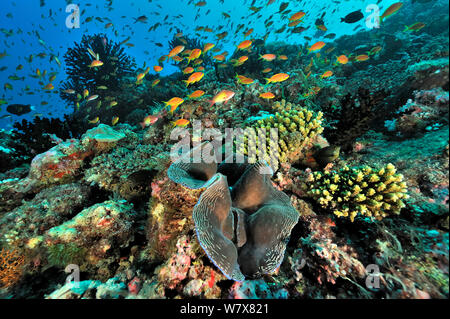 Les récifs coralliens des Maldives, avec bénitier (Tridacana sp.) et Jewel fairy basslets (Pseudanthias squamipinnis) Maldives. De l'Océan indien. Banque D'Images