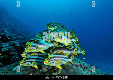 School of Oriental sweetlips (Plectorhinchus orientalis) à une station de nettoyage, aux Maldives. De l'Océan indien. Banque D'Images