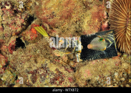 Sella toby / poisson-globe (Canthigaster valentini) à la recherche de son reflet dans la petite rivière qu'il considère comme un rival. Aux Philippines. La mer de Sulu. Banque D'Images