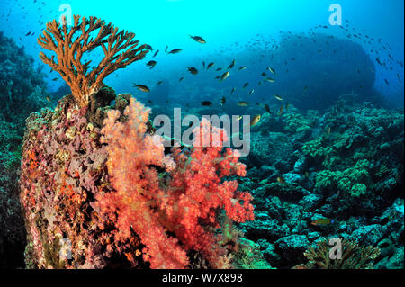 Reef recouvert de coraux mous (Dendronephthya) et de coraux durs (îles Daymaniyat Acropora ), de l'Oman. Golfe d'Oman. Banque D'Images