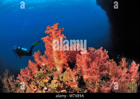 Natation plongeur au-dessus d'un récif recouvert de coraux mous (Dendronephthya ), îles Daymaniyat, Oman. Golfe d'Oman. Octobre 2010. Banque D'Images