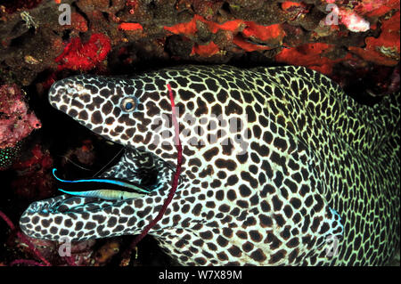 Gymnothorax favagineus murène nid d'() ayant son embouchure nettoyés par un cleanerfish (Labroides dimidiatus), îles Daymaniyat, Oman. Golfe d'Oman. Banque D'Images