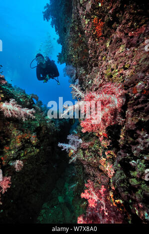 Au cours de natation plongée reef recouvert de coraux mous (Dendronephthya), îles Daymaniyat, Oman. Golfe d'Oman. Octobre 2010. Banque D'Images