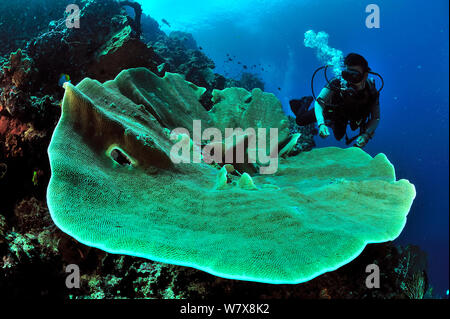 Au cours de natation plongée coral drop off, derrière le corail Montipora (Table), Manado, Indonésie. La mer des Célèbes. Mai 2010. Banque D'Images