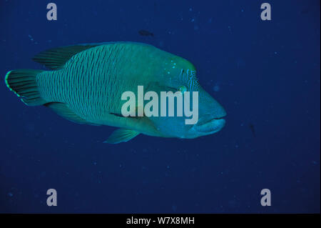 Napoleonfish / le napoléon (Cheilinus undulatus) Palau. Mer des Philippines. Banque D'Images