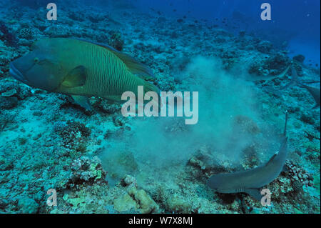 Napoleonfish / le napoléon (Cheilinus undulatus) et Whitetip reef shark (Triaenodon obesus) sur le fond du récif, les Palaos. Mer des Philippines. Banque D'Images