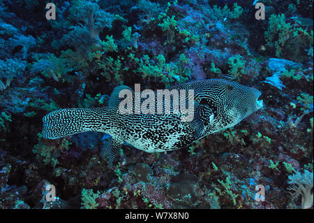 Blue Streak cleaner wrasse (Labroides dimidiatus) nettoyage Mappa pufferfish (Arothron mappa) Palau. Mer des Philippines. Banque D'Images