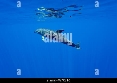 Grand dauphin (Tursiops truncatus) à la surface, l'île de la réunion. De l'Océan indien. Banque D'Images