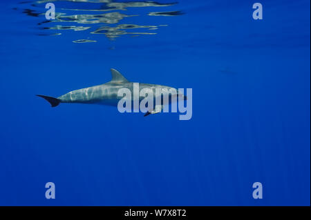 Grand dauphin (Tursiops truncatus) à la surface, l'île de la réunion. De l'Océan indien. Banque D'Images