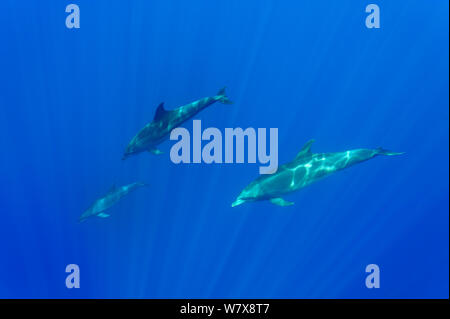 Les grands dauphins (Tursiops truncatus) natation en eau libre, l'île de la réunion. De l'Océan indien. Banque D'Images