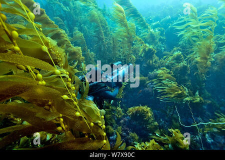 Caméraman sous-marin prend une forêt d'algues (Macrocystis pyrifera), Californie, USA. De l'océan Pacifique. Novembre 2006. Banque D'Images