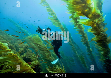 Caméraman sous-marin est de filmer une forêt d'algues (Macrocystis pyrifera), Californie, USA. De l'océan Pacifique. Novembre 2006. Banque D'Images