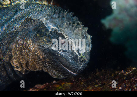 Close-up d'un iguane marin (Amblyrhynchus cristatus) paissant sur des algues dans l'eau, l'Equateur, Galapagos. De l'océan Pacifique. Banque D'Images