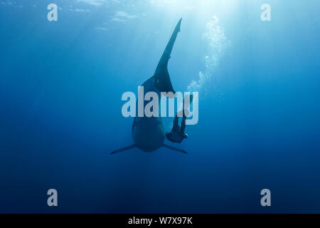 Plongeur avec un grand requin blanc (Carcharodon carcharias) en eau libre, l'île de Guadalupe, au Mexique. De l'océan Pacifique. Novembre 2006. Banque D'Images