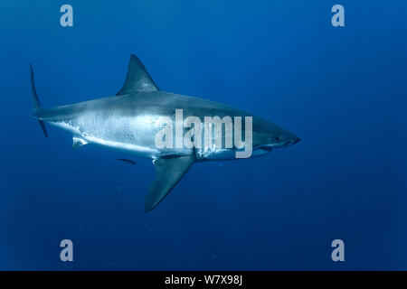 Grand requin blanc (Carcharodon carcharias) en eau libre, l'île de Guadalupe, au Mexique. De l'océan Pacifique. Banque D'Images