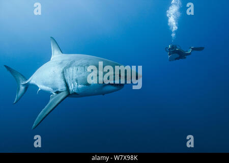 Plongeur avec grand requin blanc (Carcharodon carcharias) en eau libre, l'île de Guadalupe, au Mexique. De l'océan Pacifique. Novembre 2006. Banque D'Images