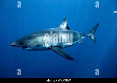 Grand requin blanc (Carcharodon carcharias) en eau libre, l'île de Guadalupe, au Mexique. De l'océan Pacifique. Banque D'Images