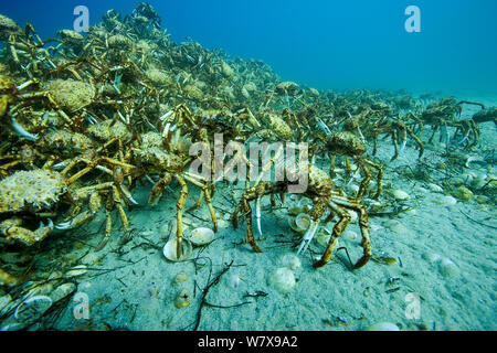 L'agrégation des milliers d'araignées (Leptomithrax gaimardii) pour la mue, l'Australie du Sud Bassin, de l'Australie. De l'océan Pacifique. Banque D'Images