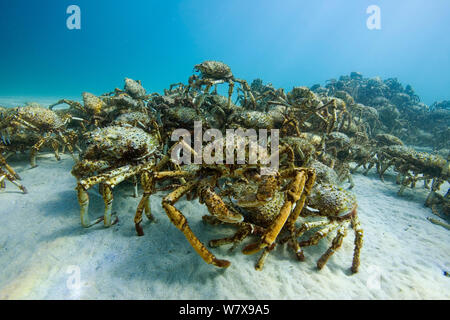 L'agrégation des milliers d'araignées (Leptomithrax gaimardii) pour la mue, l'Australie du Sud Bassin, de l'Australie. De l'océan Pacifique. Banque D'Images