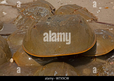 Atlantic limules (Limulus polyphemus) le frai, la baie du Delaware, Ohio, USA, juin. Banque D'Images