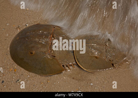 Atlantic limules (Limulus polyphemus) l'accouplement, la baie du Delaware, Ohio, USA, juin. Banque D'Images