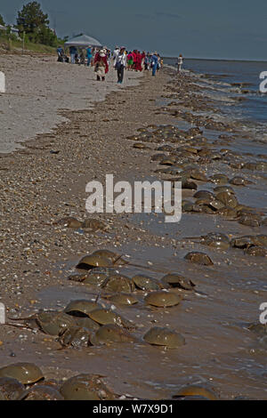 Atlantic limules (Limulus polyphemus) le frai, la baie du Delaware, Ohio, USA, juin. Banque D'Images