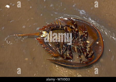 Atlantic limule (Limulus polyphemus) sur le dos, montrant le dessous, la baie du Delaware, Ohio, USA, juin. Banque D'Images