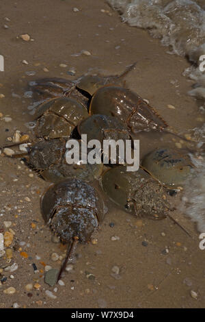 Atlantic limules (Limulus polyphemus) le frai, la baie du Delaware, Ohio, USA, juin. Banque D'Images