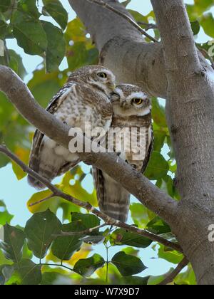 Spotted owlet (Athene brama) paire sur une branche, Bharatpur Keoladeo Ghana National Park /, de l'Inde. Banque D'Images