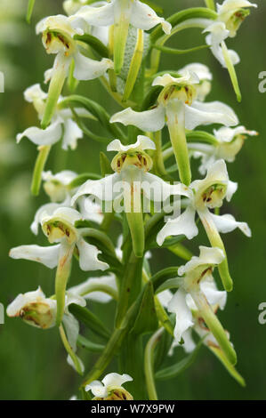 Close up of platanthère verdâtre (Platanthera chlorantha) fleurs. Dorset, UK, mai. Banque D'Images